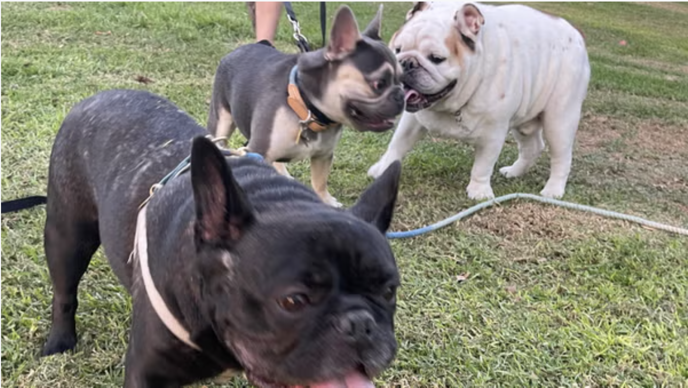 Good Boys South Bay “Bull”Dog Meetup